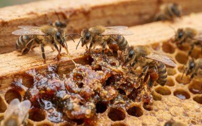 Včelí propolis – prírodná ochrana z&nbsp;úľa
