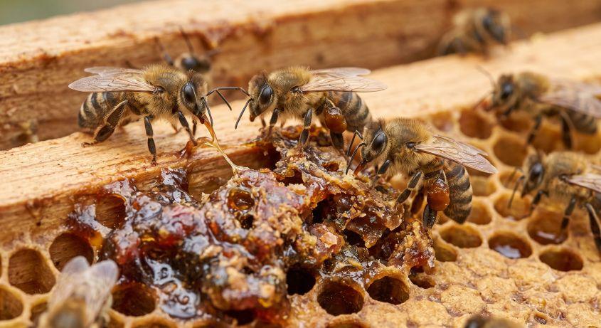 Včelí propolis – prírodná ochrana z úľa